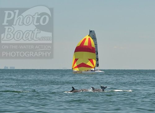Dolphins Chesapeake Bay